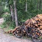 Windhund Sportler aus Heldrungen